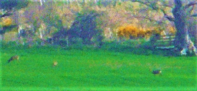 Falcon original<br />Roe Deer and some Green Green Grass