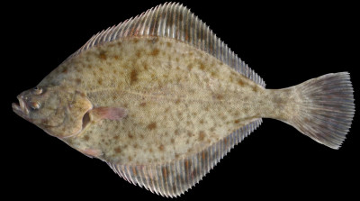 BFTW - The Flounder!