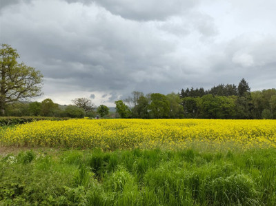 Evil Oil Seed Rape 1 - own work