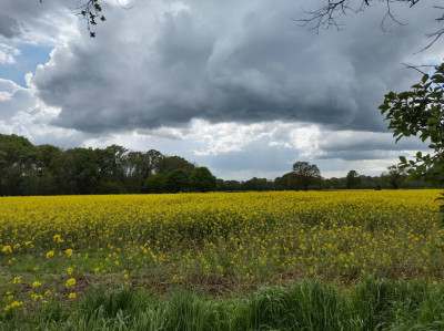 Evil Oil Seed Rape 2 - own work