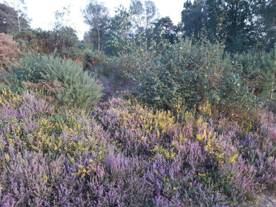 Heather in the wild - own work