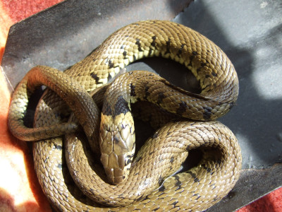 Grass snake.JPG