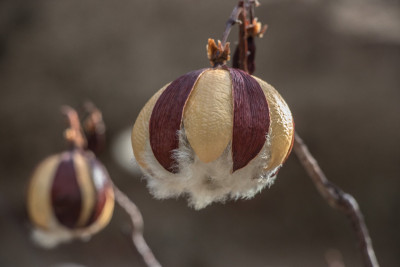 Kapok seed pod AW-2087.jpg