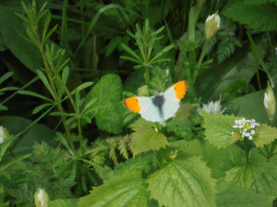 Orange Tip<br />L-Day Falcon Original