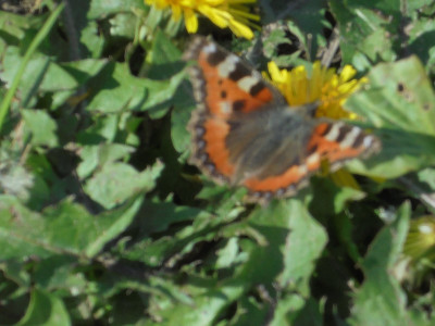Small Tortoiseshell<br />L-Day Falcon Original