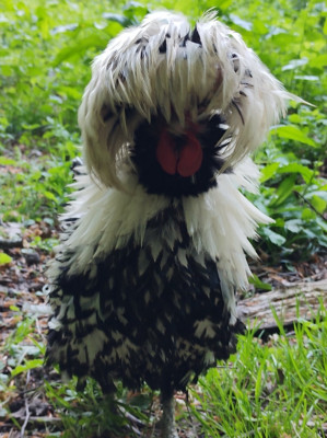 Limahl the cockerel - own work