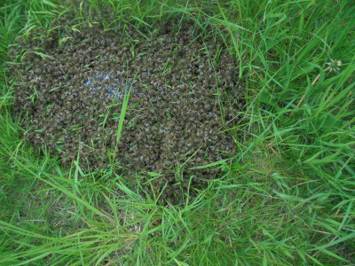 Swarm of Apis Mellifera<br />Falcon Original