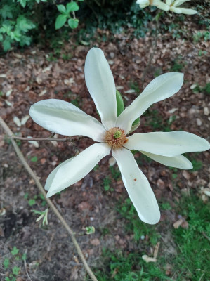 Magnoliolia flower - own work