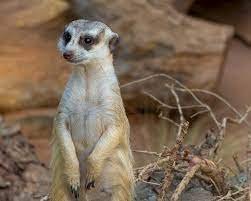 Meerkat