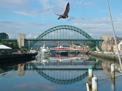 A passing visitor!