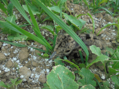 Northumberland Lapwing Chick<br />Falcon Original<br />17th May 2023