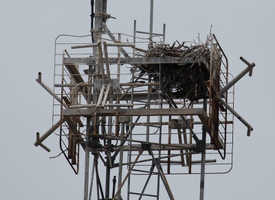 Osprey nest - Thursday Island.jpg