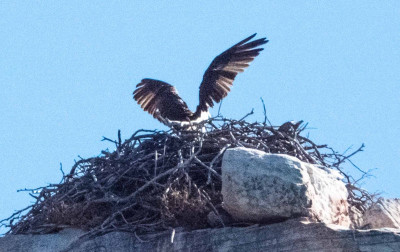 Osprey on nest - Kimberley coast.jpg
