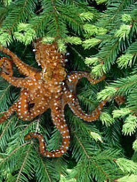treeocto_enlarged.jpg