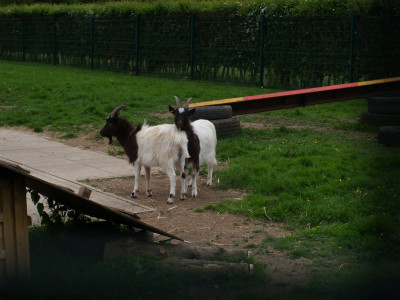 Goats
