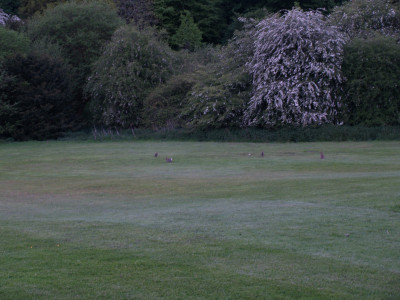 Rabbits