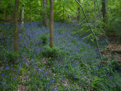 Bluebells