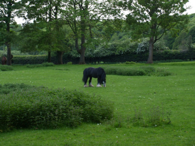 A horse