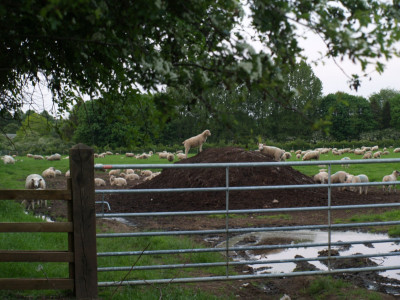 Sheeps 1