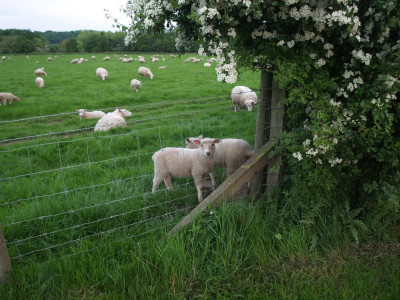 Sheeps 2