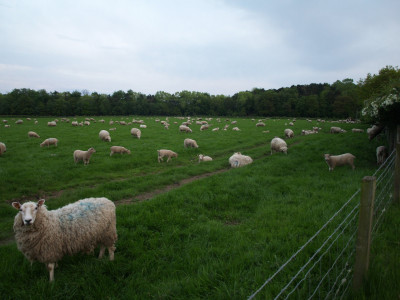 Mint sauce