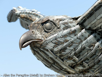 Allen the Peregrine