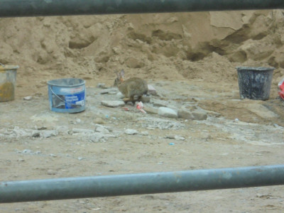Builders yard Rabbit<br />Falcon Original<br />R-Day May 2023