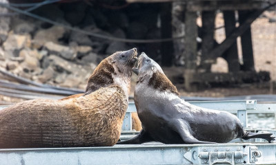 Sea lions.jpg