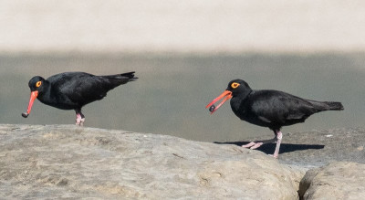 Sooty Oyster Catchers.jpg