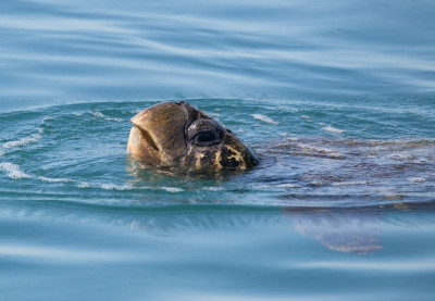 Green Turtle.jpg