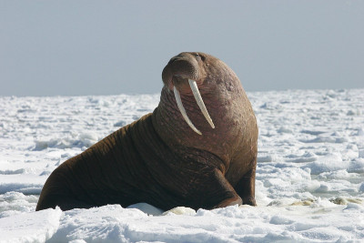 Pacific_Walrus_-_Bull_(8247646168).jpg