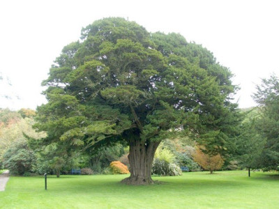 A thousand year old Yew tree