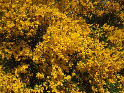Falcon Original<br />Blooming Broom!