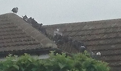 MTM Original - zoomed in