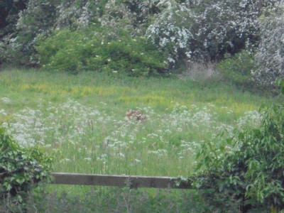 A fuzzy Deer