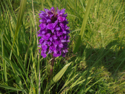 Falcon Original<br />Its an Orchid