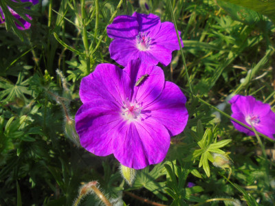 Falcon Original<br />Cranesbill of some description I think