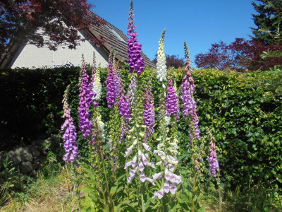 Digitalis Roxburiens<br />Falcon Original