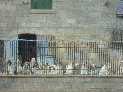 Falcon Original<br />Canis Familiaris Behind Bars!