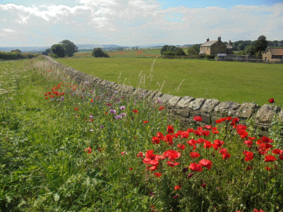 Falcon Original<br />Bean fields near Alnwick