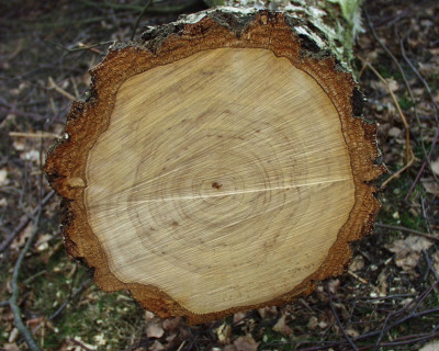 A birch log - own work