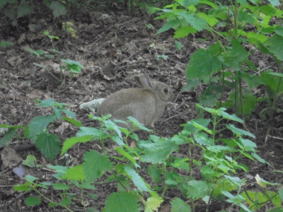Falcon Original<br />July 7th Rabbit in the nettles