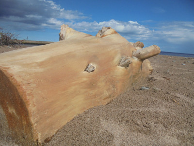Falcon Original<br />The worlds most gorgeous piece of driftwood