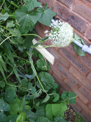 DSCF3944.JPG