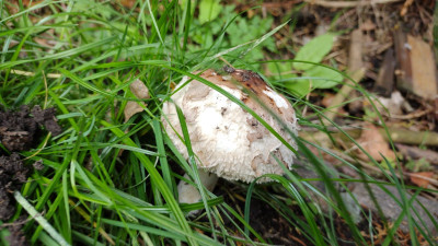 A mushroom
