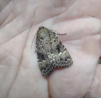 An Moth - own work