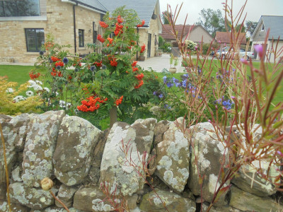 Falcon Original<br />Little bit of an Autumnal feel with the Rowan Berries beginning to show their colour.