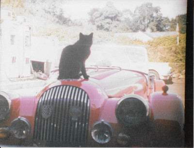 Cat Morgan.jpg
