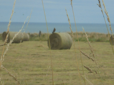 Buzzard on a bale in the background<br />Falcon Original