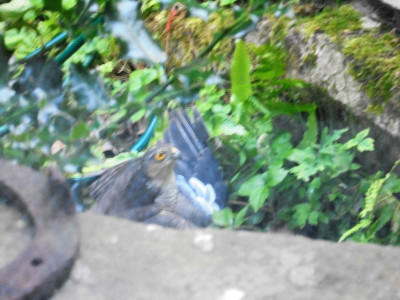 Falcon Original<br />Taken through a window